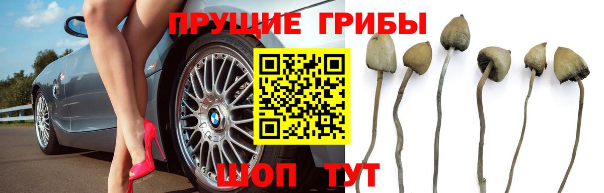 Галлюциногенные грибы Psilocybe Свободный